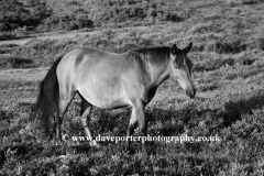 New Forest Pony at White Moor