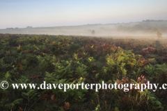 Misty morning sunrise; Broomy Plain, New Forest