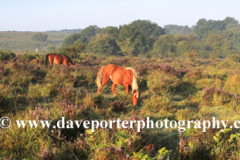 Misty morning sunrise; Broomy Plain, New Forest