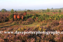 Misty morning sunrise; Ibsley Common, New Forest