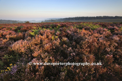 Misty morning sunrise; Ibsley Common, New Forest