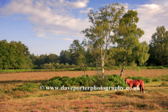 Pony on Emery Down, New Forest