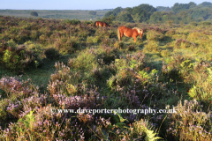 Misty morning sunrise; Ibsley Common, New Forest