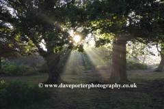 Misty sunrise Woodland, White Moor, New Forest