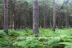 Woodland trees and Ferns, White Moor, New Forest