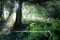 Misty sunrise; Bolderwood woods, New Forest