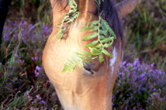 New Forest Pony at White Moor