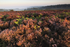 Misty morning sunrise; Ibsley Common, New Forest