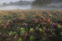 Misty morning sunrise; Broomy Plain, New Forest