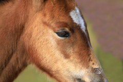 New Forest Pony at White Moor