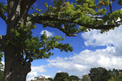 Summer cottages in Lyndhurst town