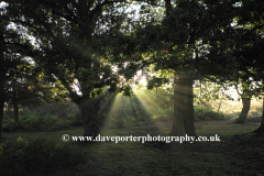 Misty sunrise Woodland, White Moor, New Forest