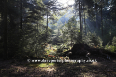 Misty sunrise; Bolderwood woods, New Forest