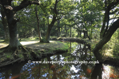 Ober Water, White Moor, New Forest