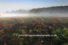 Misty morning sunrise; Broomy Plain, New Forest