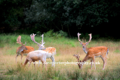 Red deer in the New Forest