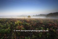 Misty morning sunrise; Broomy Plain, New Forest