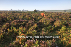 Misty morning sunrise; Ibsley Common, New Forest