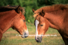 New Forest Pony at White Moor