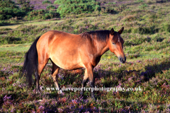 New Forest Pony at White Moor