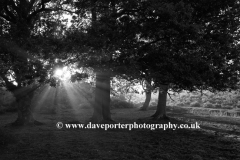 Misty sunrise Woodland, White Moor, New Forest