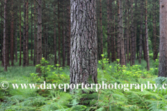 Woodland trees and Ferns, White Moor, New Forest