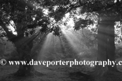 Misty sunrise; Bolderwood woods, New Forest