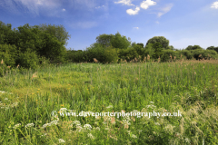 Winnall Moors Nature Reserve, Winchester