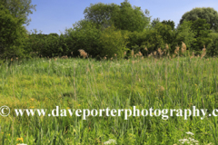 Winnall Moors Nature Reserve, Winchester