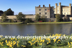 Spring Daffodil flowers at Leeds Castle