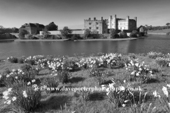 Spring Daffodil flowers at Leeds Castle