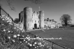 Spring Daffodils on the green of Tonbridge Castle