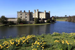 Spring Daffodils and lake, Leeds Castle