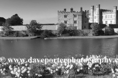 Spring Daffodils at Leeds Castle