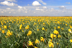 Spring Daffodil flowers, Spalding