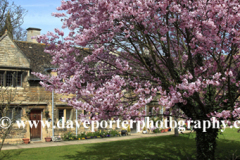 Spring Cherry Trees, the Almshouses, Stamford