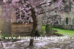 Spring Cherry Tree, St Georges Church, Stamford