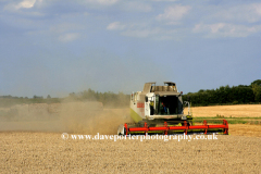 Combining in Fenland fields, Spalding