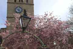 Cherry blossom, St Georges church, Stamford