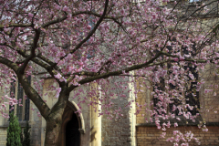 Cherry blossom, St Georges church, Stamford