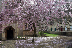 Cherry blossom, St Georges church, Stamford