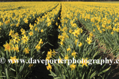 Fields of Daffodil flowers, near Spalding town