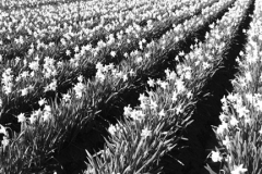 Fields of Daffodil flowers, near Spalding town