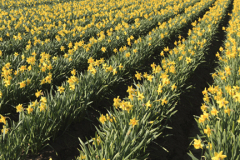 Fields of Daffodil flowers, near Spalding town