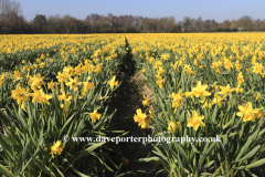 Fields of Daffodil flowers, near Spalding town