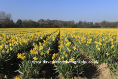 Fields of Daffodil flowers, near Spalding town