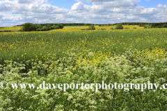 Summer view over the Lincolnshire Wolds