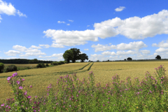 Summer view over the Lincolnshire Wolds