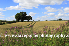 Summer view over the Lincolnshire Wolds