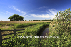 Summer view over Hickling Broad NNR